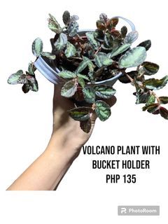 Volcano plant with bucket holder