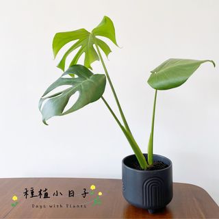 （分類：）位於 。 由 mori.iki 提交（商品編號 1239532325，圖片 1）。簡介： 。