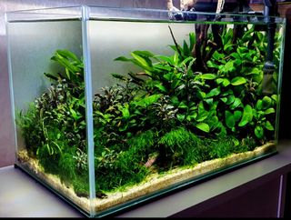 (Category: ) located in . Submitted by davidbeckz7 (Listing ID 1239552168, Image 1). Description: .