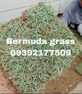 BERMUDA GRASS ☘️☘️☘️