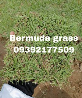 BERMUDA GRASS ☘️☘️☘️