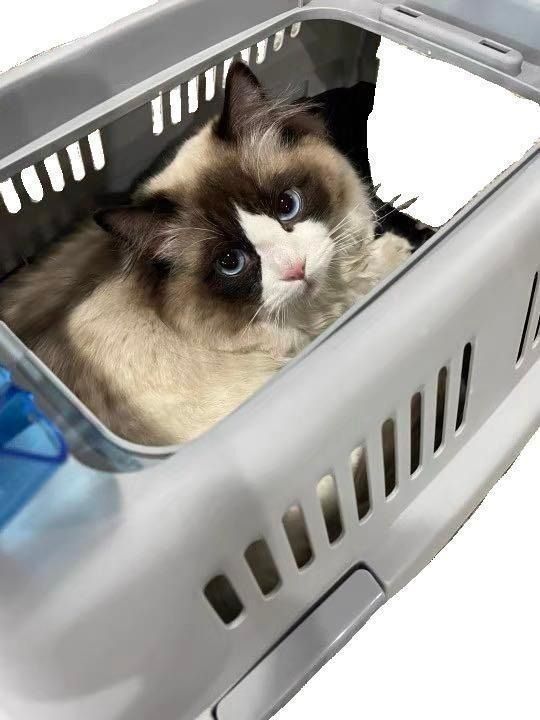 Cat vet Airline Carrier Sterilization Box with sunroof non cat cage condo carrier bag food