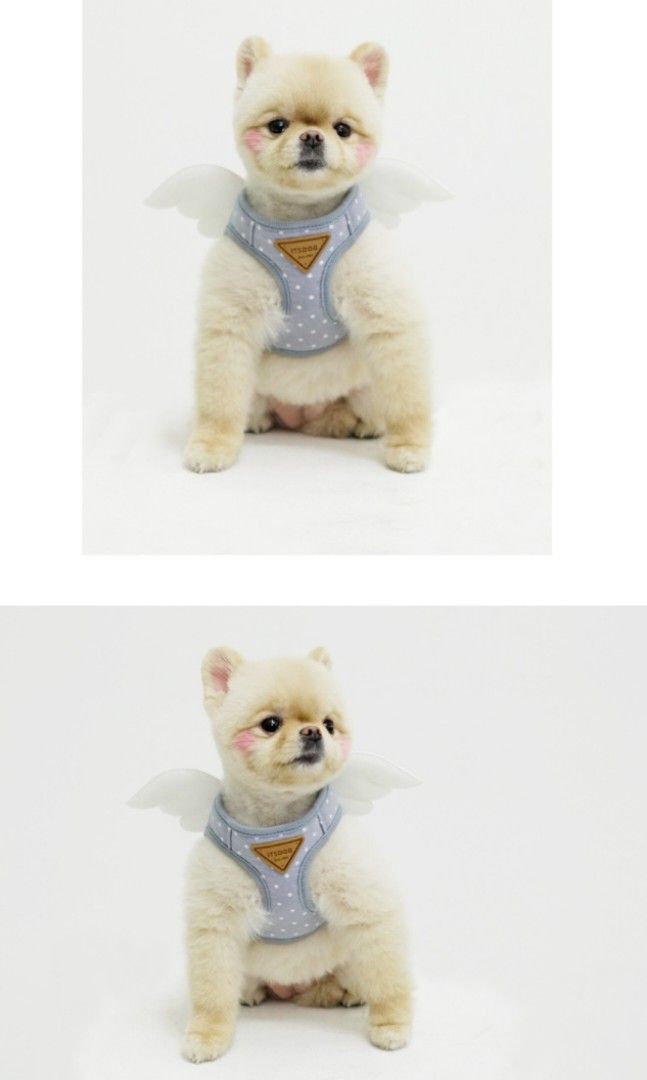 Dog angel wings harness online