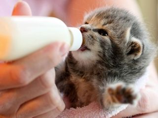 (Category: ) located in . Submitted by catwarehouse (Listing ID 1239636044, Image 1). Description: .