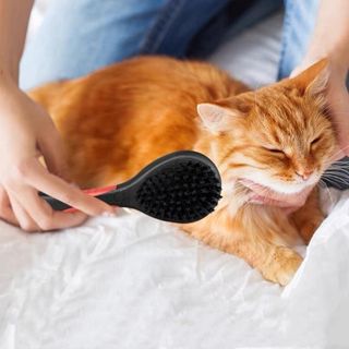 (Category: ) located in . Submitted by catwarehouse (Listing ID 1239634921, Image 1). Description: .