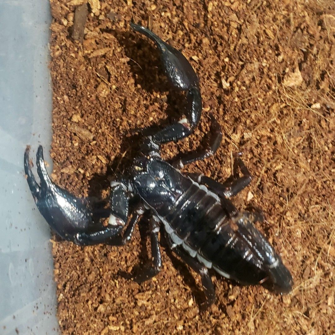 Tarantula / Scorpion / Feeds (Category: In-Game Products) located in Cagayan de Oro. Submitted by marycharn (Listing ID 1239616884, Image 3). Description: .