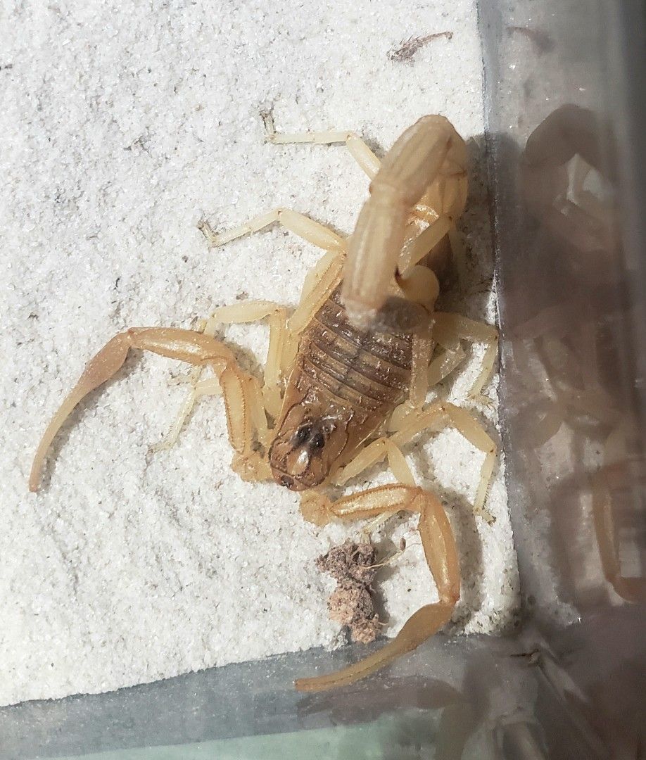Tarantula / Scorpion / Feeds (Category: In-Game Products) located in Cagayan de Oro. Submitted by marycharn (Listing ID 1239616884, Image 1). Description: .