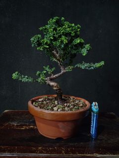（分類：）位於 。 由 MLKYMLKY 提交（商品編號 1239847404，圖片 1）。簡介： 。