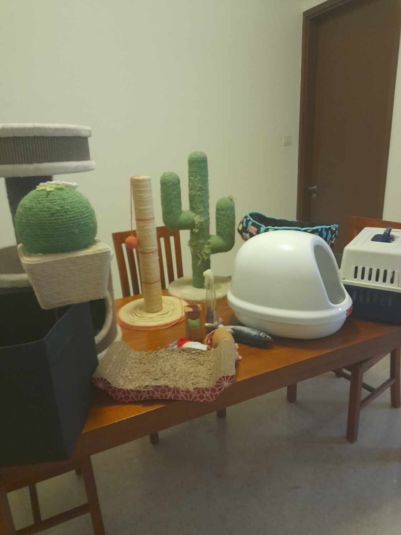 Cat Toys, Scratching Posts, Tray, carrier cage and more. All for one