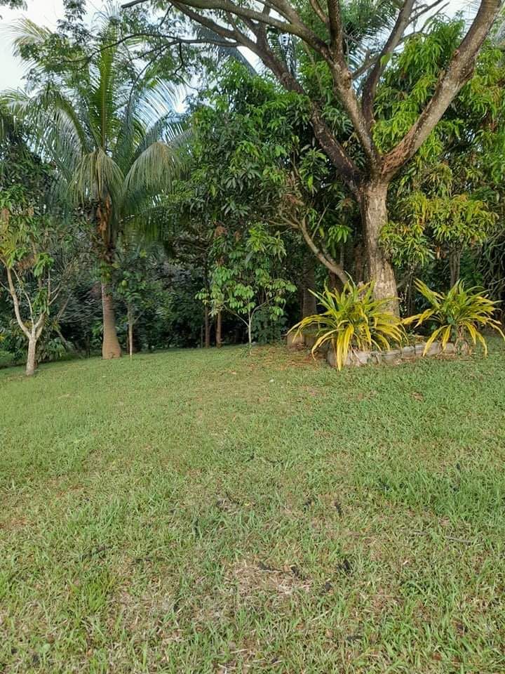 FARM LOT RUSH FOR SALE , San Jose Batangas on Carousell