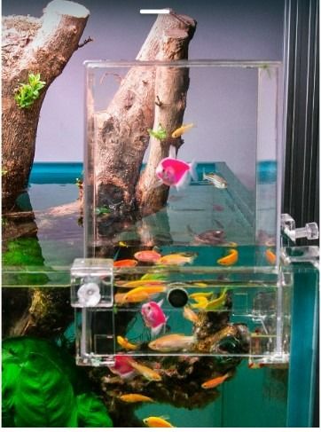 Make A Vacuum Inverted Suspended Fish Tank, Pet Supplies, Homes & Other Pet  Accessories On Carousell