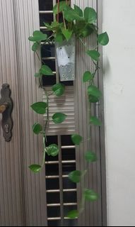(Category: ) located in . Submitted by teol1108 (Listing ID 1239878515, Image 1). Description: .