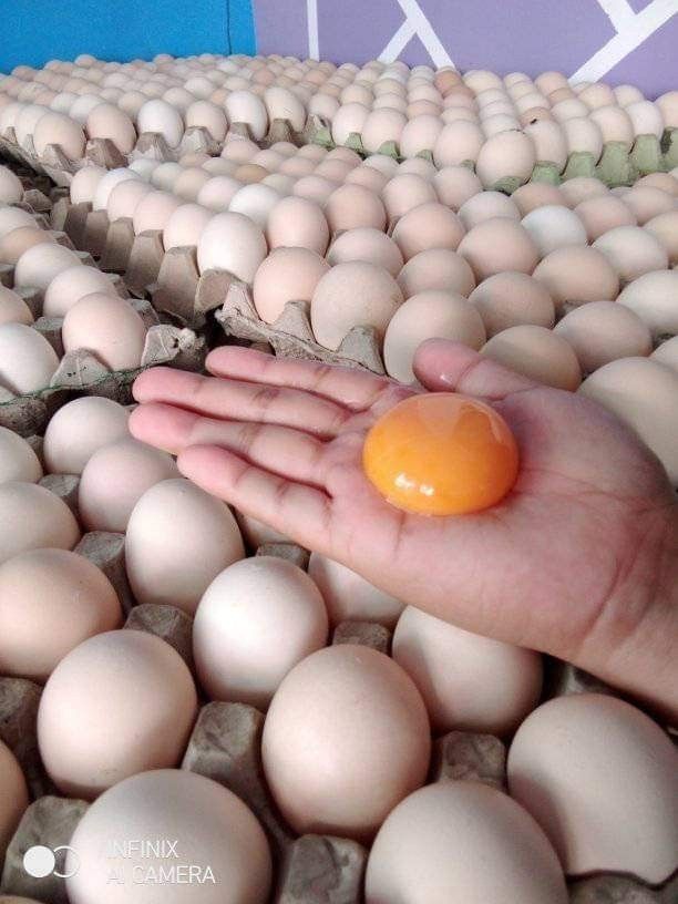 Organic Egg from Caluan laguna (Category: Fresh Produce) located in Paranaque City. Submitted by musttryshop_08 (Listing ID 1239737627, Image 3). Description: 📍BF Homes Seller Now accepting orders! Available on Friday (June 30 & July 1 ) Organic egg from Caluan Laguna Php 270 /Tray ✅30pcs/ Tray Php 150 / Half Tray ✅15pcs Lobster Ball Php 120 ✅12pcs 🛵 Plus Delivery Fee within BF Homes ₱60. Outside BF Homes thru Lalamove sharing 🔺 MOP : Gcash / 