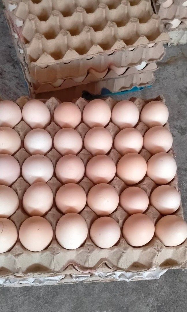 Organic Egg from Caluan laguna (Category: Fresh Produce) located in Paranaque City. Submitted by musttryshop_08 (Listing ID 1239737627, Image 2). Description: 📍BF Homes Seller Now accepting orders! Available on Friday (June 30 & July 1 ) Organic egg from Caluan Laguna Php 270 /Tray ✅30pcs/ Tray Php 150 / Half Tray ✅15pcs Lobster Ball Php 120 ✅12pcs 🛵 Plus Delivery Fee within BF Homes ₱60. Outside BF Homes thru Lalamove sharing 🔺 MOP : Gcash / 