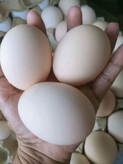 Organic Egg from Caluan laguna