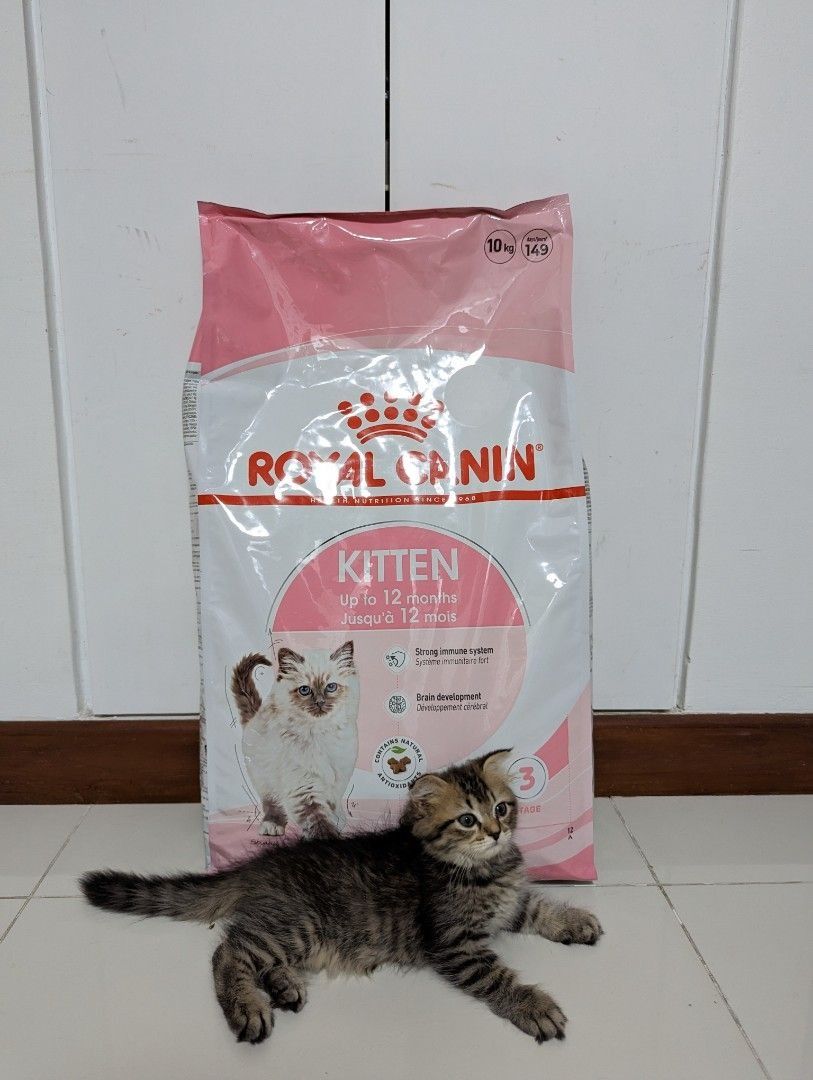 Kitten royal canin 10kg new arrivals