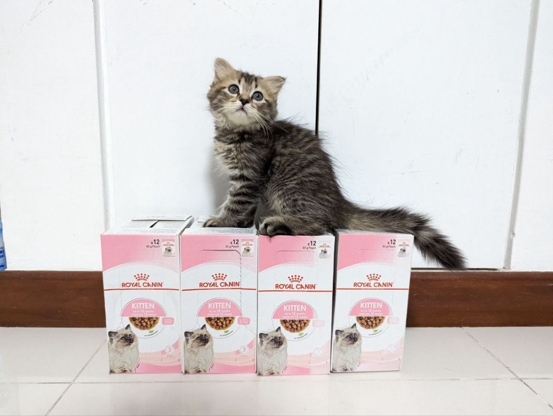 Royal canin kitten best sale box