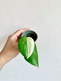(Category: ) located in . Submitted by foliageandfins (Listing ID 1239861089, Image 1). Description: .