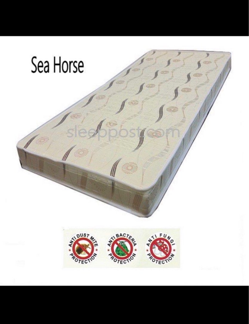 sea_horse_single_healthy_foam__1687881759_ef745c84.jpg