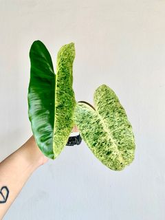 (Category: ) located in . Submitted by foliageandfins (Listing ID 1239860599, Image 1). Description: .