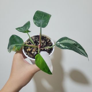 （分類：）位於 。 由 plant_yeah 提交（商品編號 1235645244，圖片 1）。簡介： 。