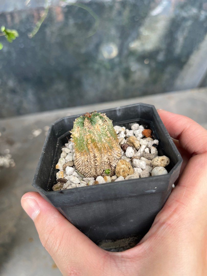 山木 現地球 花籠 サボテン アズテキウム リッテリ 老花籠