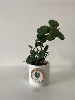 （分類：）位於 。 由 letsplant.hk 提交（商品編號 1239996475，圖片 1）。簡介： 。