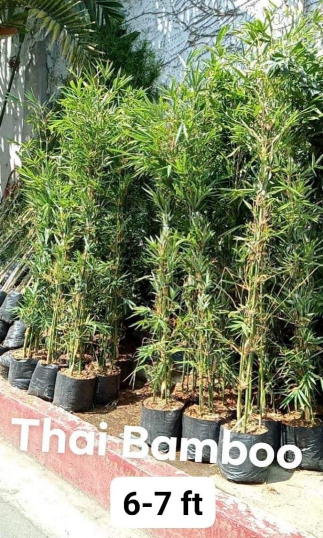 Chinese Bamboo, Thai & Pole Bamboo on Carousell