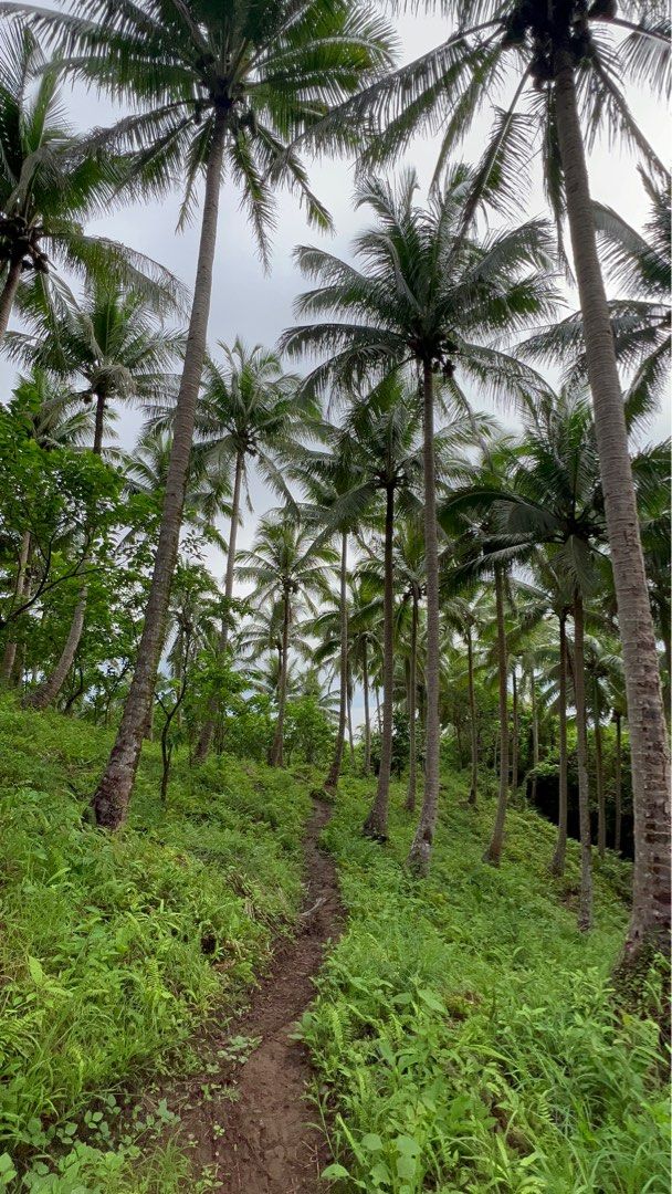 Coconut Farm/ land (Category: Lot) located in Quezon City. Submitted by scarlyshop01 (Listing ID 1239895181, Image 3). Description: Located : Cagsiay -3 , Mauban, Quezon 9 hectares.