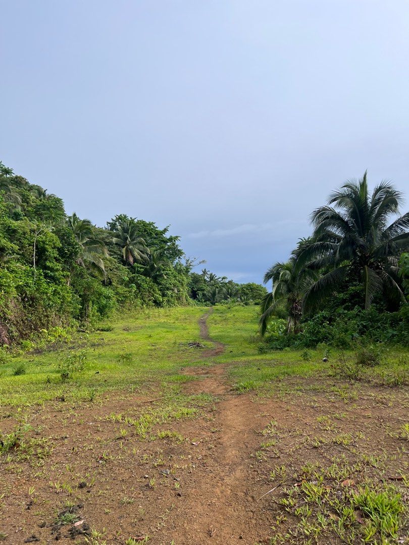 Coconut Farm/ land (Category: Lot) located in Quezon City. Submitted by scarlyshop01 (Listing ID 1239895181, Image 2). Description: Located : Cagsiay -3 , Mauban, Quezon 9 hectares.
