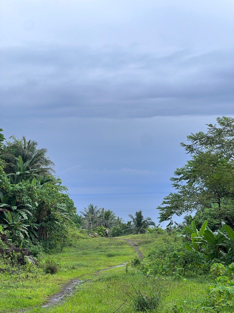 Coconut Farm/ land, Property, For Sale, Lot on Carousell