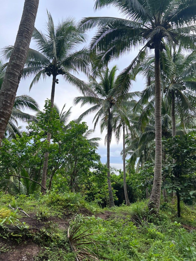 Coconut Farm/ land, Property, For Sale, Lot on Carousell