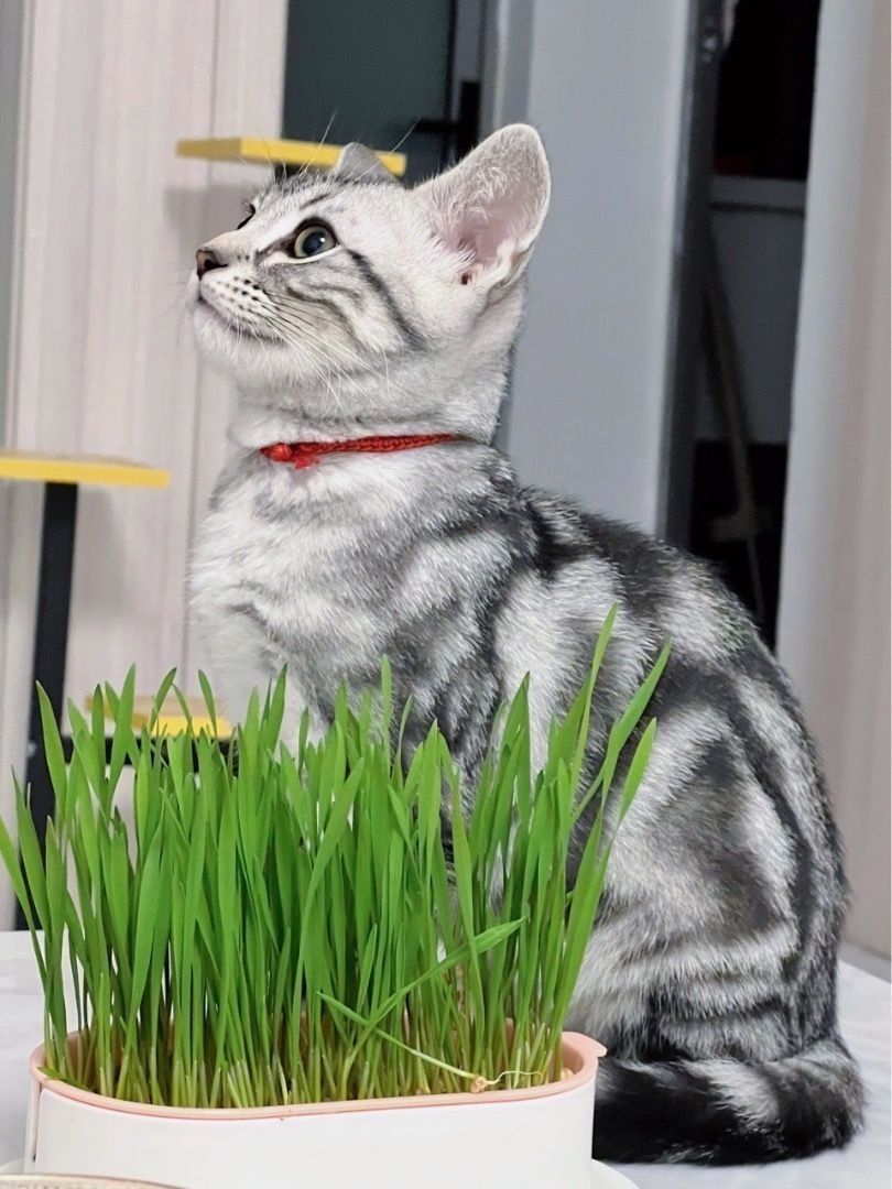Edible Cat Grass Planter non cat cage condo tree carrier litter