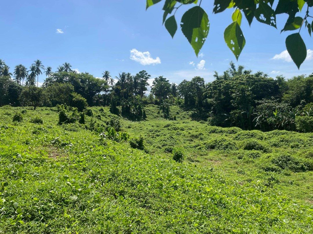 FARM LOT (Category: Lot) located in Las Pinas. Submitted by micelcoleen (Listing ID 1239937140, Image 2). Description: 🌳 FARM LOT FOR SALE!! 🌳 PUROK 1, BRGY. SANTIAGO 2 , SAN PABLO CITY, LAGUNA. with access road on PUROK 1, BRGY BAUTISTA, SAN PABLO CITY LAGUNA. 🌳 300 meters away from CEMENTED ROAD. 🌳 TAX DECLARATION 🌳 ROUGH ROAD. 🌳 ROLLING / FLAT TERRAIN. 🌳 13,000 + SQM 🌳 WITH ACCESS TO CLEAN RIVER AT THE BACK OF PROPERTY. 300/ sqm .