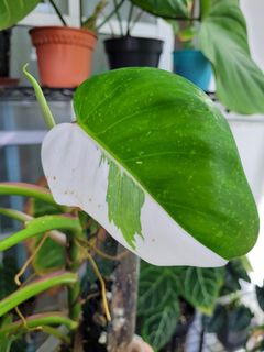 (Category: ) located in . Submitted by nospaceforplants (Listing ID 1239996918, Image 1). Description: .