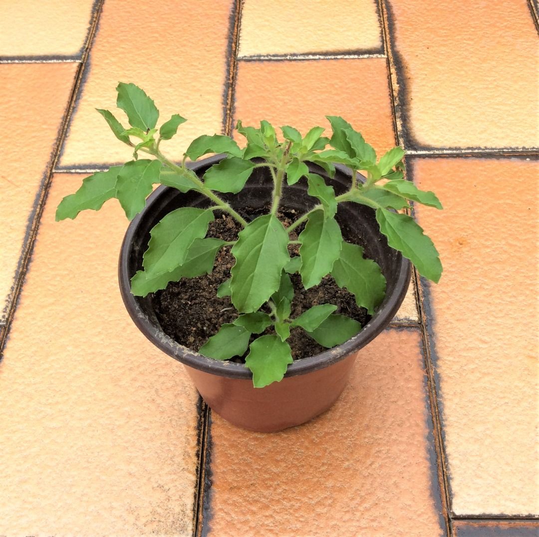 Tulsi (Holy Basil) Edible plant, Furniture & Home Living, Gardening