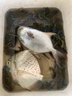 (Category: ) located in . Submitted by Crabhuntersg (Listing ID 1239911904, Image 1). Description: .