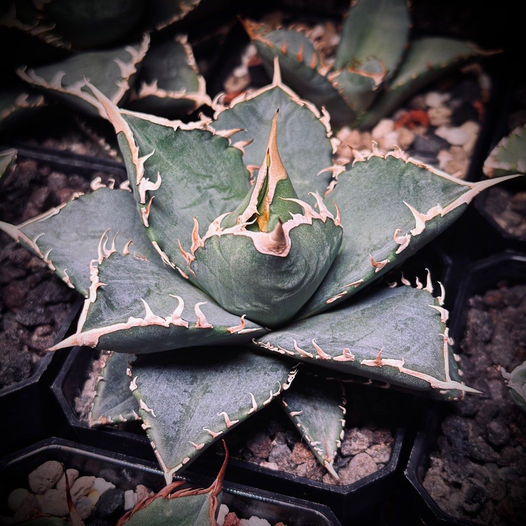 野火海王002 嚴龍龍舌蘭Agave Titanota 'Wildfire' 多肉植物塊根植物