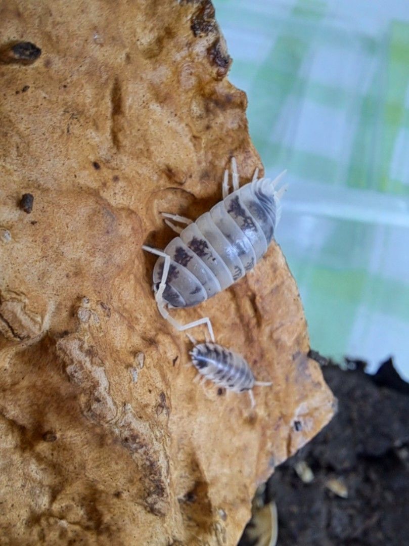 Dairy Cow Isopod Pet Supplies Pet Food On Carousell dairy-cow-isopod-pet-supplies-pet-food-on-carousell