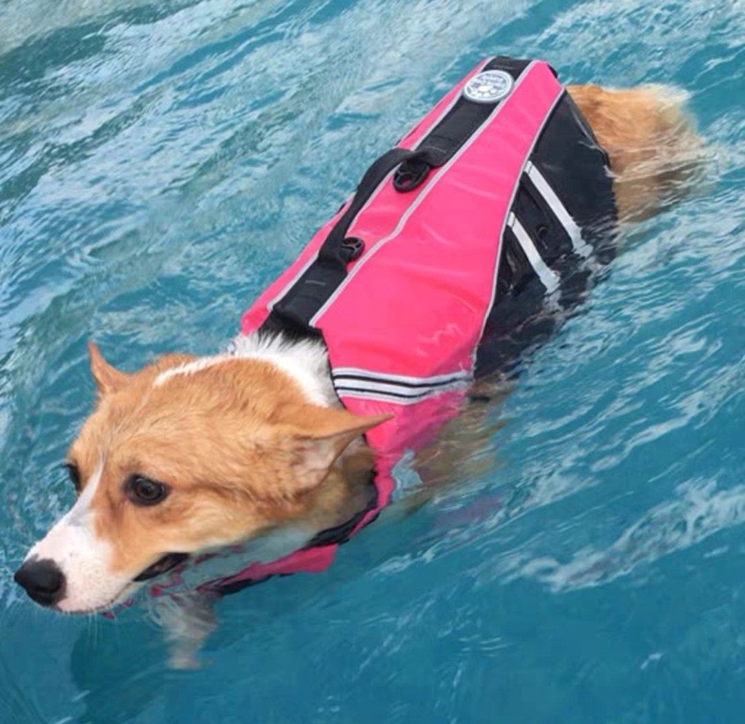 Dog Swim Vest, Pet Supplies, Homes & Other Pet Accessories on Carousell