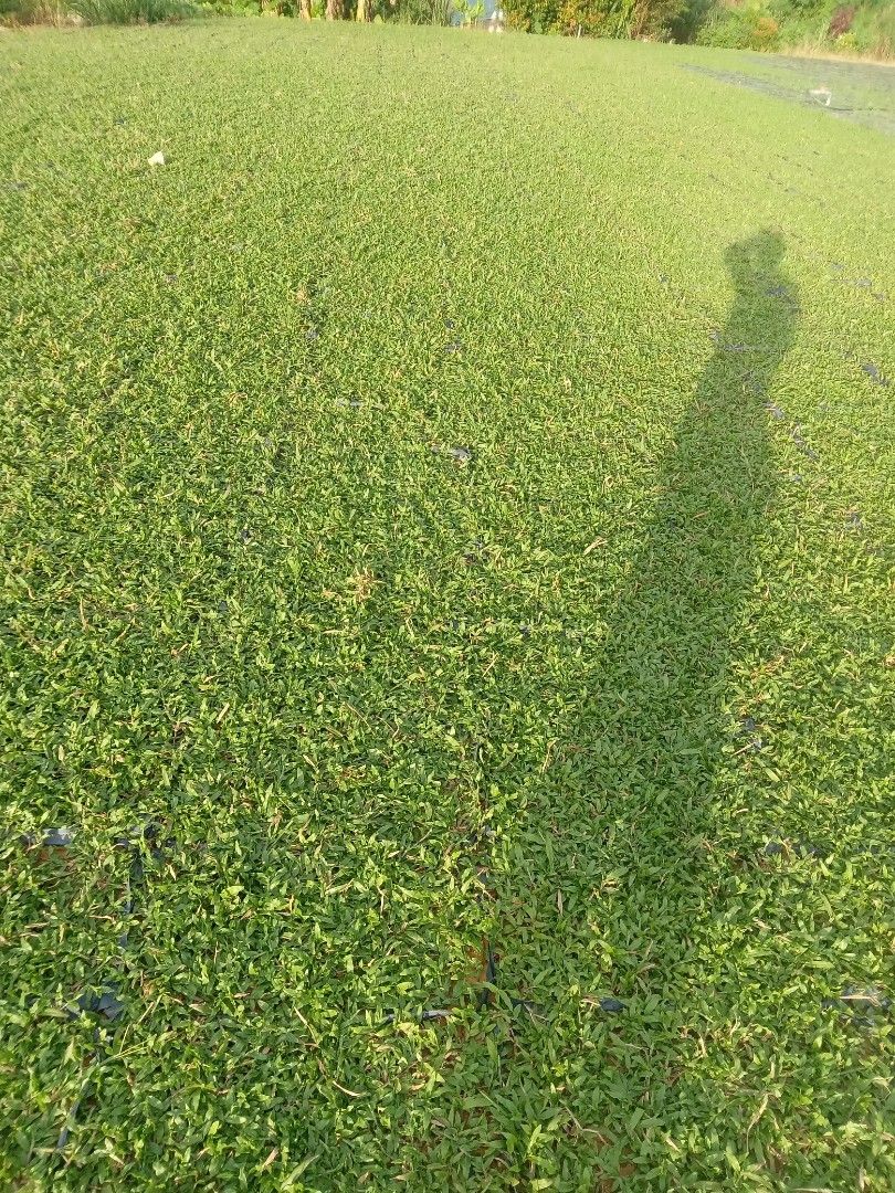 Pembekal rumput cow grass whatsapp 017623 6787, Furniture & Home