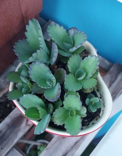 (Category: ) located in . Submitted by slowgarden (Listing ID 1234314752, Image 1). Description: .