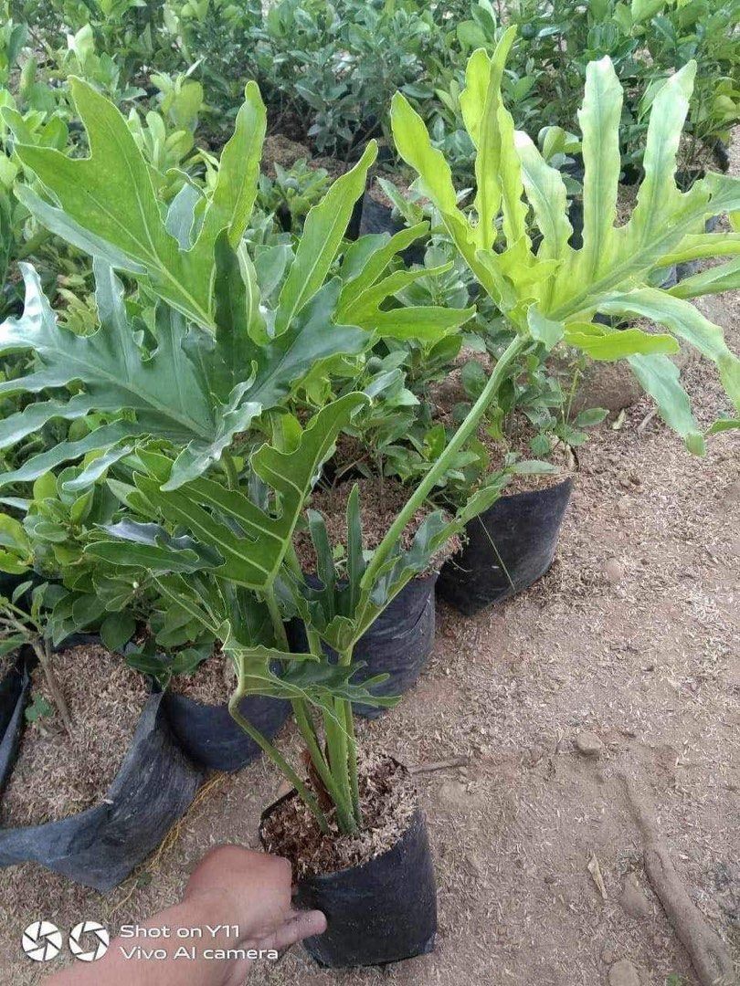 Selloum Sahod Yaman Plant, Furniture & Home Living, Gardening, Plants