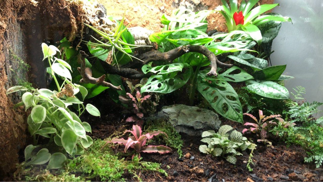 Gecko misting system discount