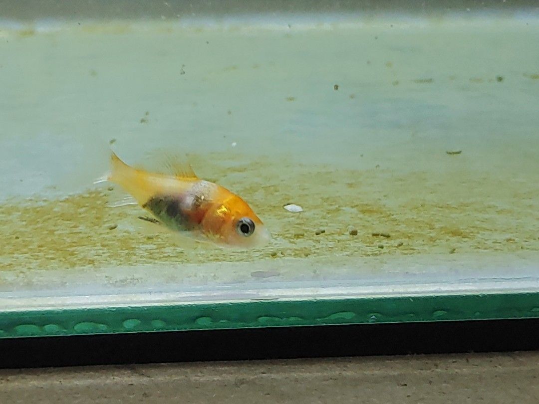 1 Blue Discus fish and 1 baby size Comet goldfish 1.5cm Pet