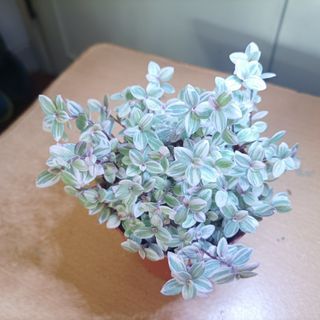 舖地錦竹草