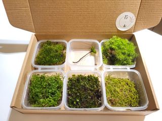 （分類：）位於 。 由 mossy_forestation 提交（商品編號 1235421449，圖片 1）。簡介： 。