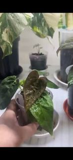 (Category: ) located in . Submitted by variegationaddicts (Listing ID 1235478440, Image 1). Description: .