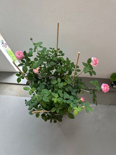 (Category: ) located in . Submitted by PlantGarden2021 (Listing ID 1235362498, Image 1). Description: .