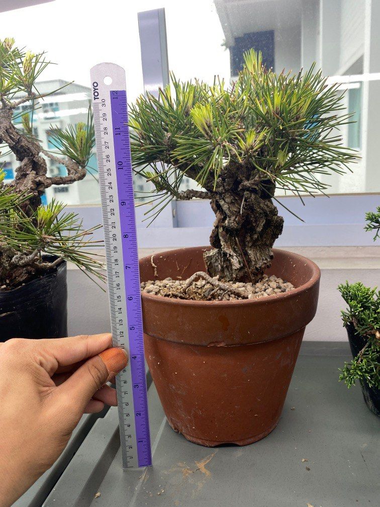 Cork Bark Black Pine, Furniture & Home Living, Gardening, Plants